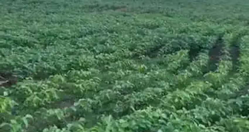 Fazenda com 12 alqueires dupla aptidão em ituiutaba-mg