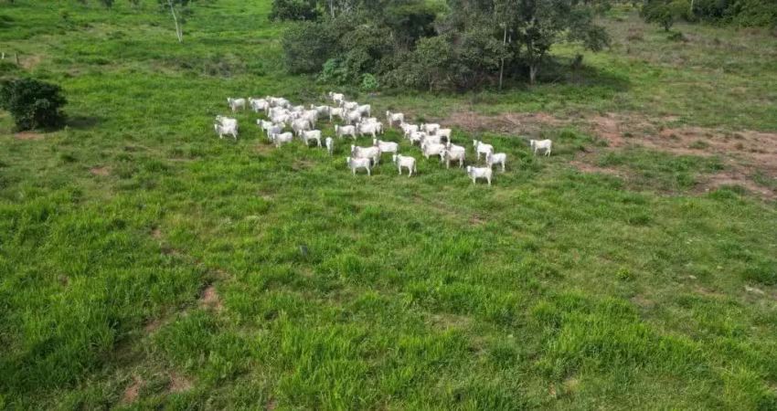 Fazenda de dupla aptidão montada para pecuária com380 alqueires em são félix do xingu-pa