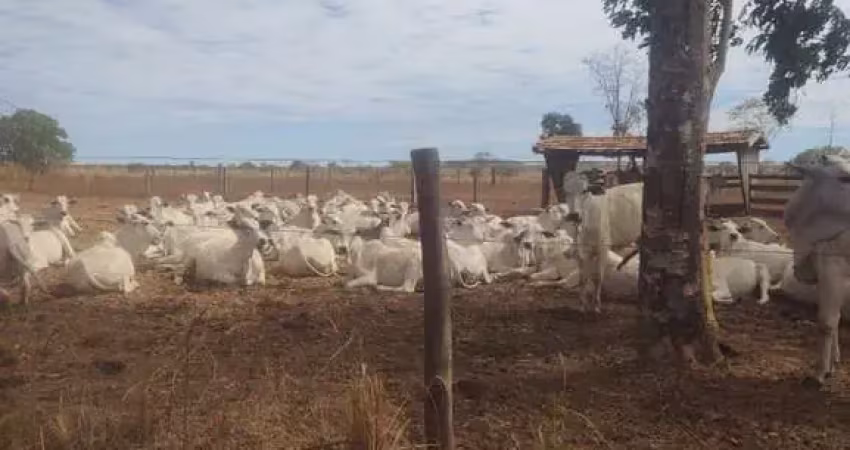 Fazenda com 508 alqueires de dupla aptidão na divisa de goiás com tocantins
