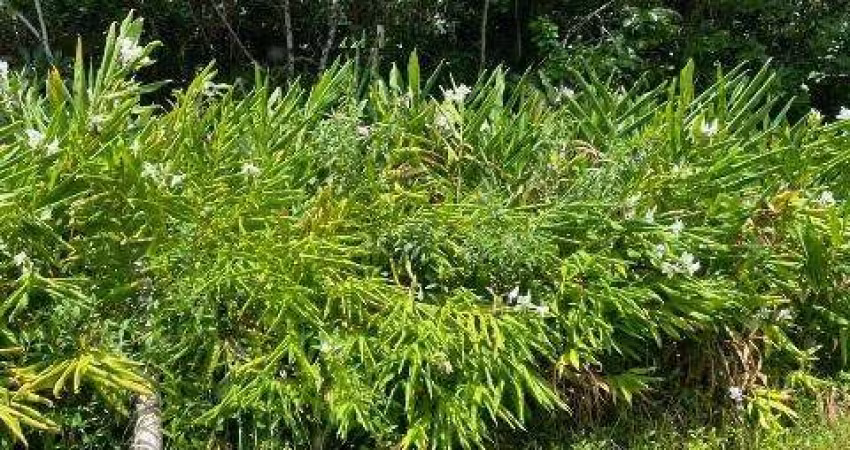Terreno para Venda em Itanhaém, São Fernando