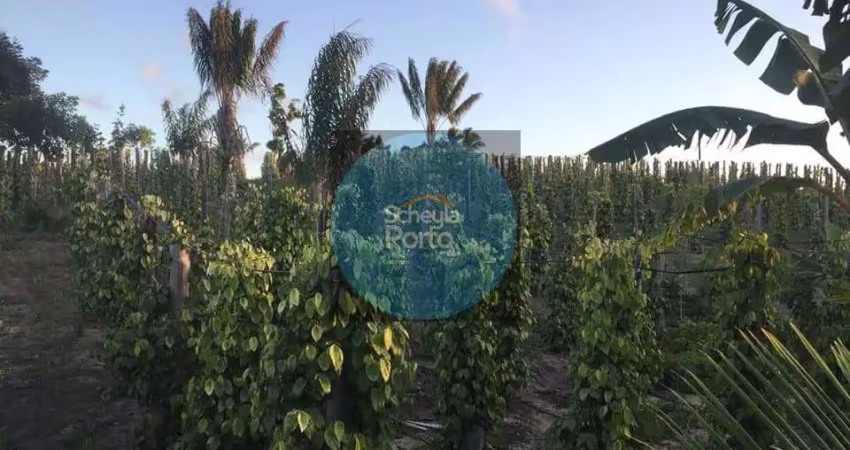 Chácara / sítio com 2 quartos à venda na Zona Rural, Belmonte 