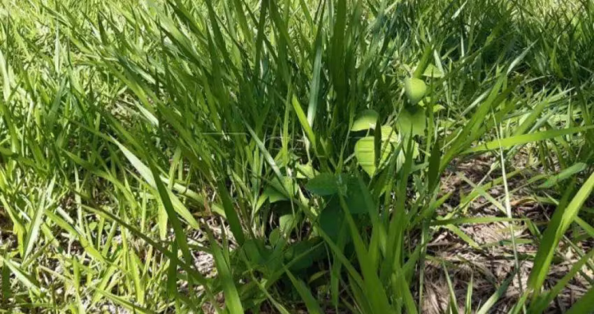 Terreno em condomínio fechado à venda no Jardim San Marco, Ribeirão Preto 