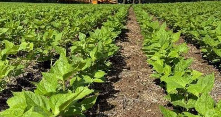 Fazenda / Sítio para venda em São Mateus Do Sul de 242000.00m² com 1 Quarto