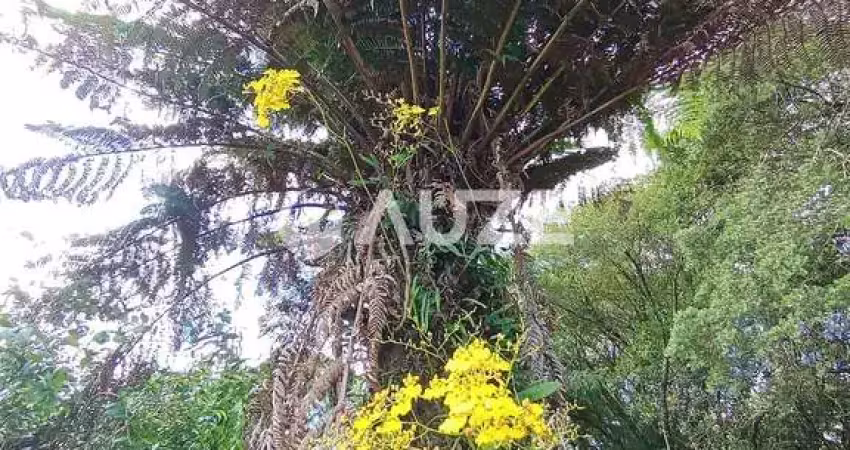 Chácara dos sonhos em rodeiozinho, balsa nova - um paraíso frutífero!
