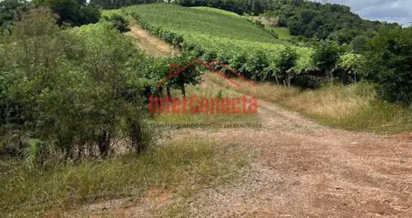 Exuberante lavoura de uva!!!  com 12 hectares de uva produzindo!!!