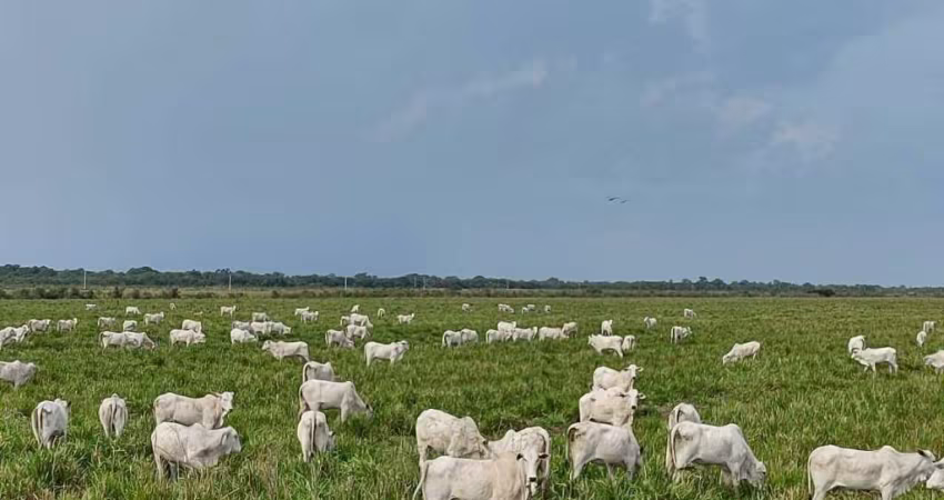FAZENDA EXCELENTE COM ÓTIMA ESTRUTURA - MIRANDA/MS