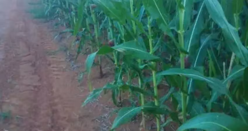 Fazenda à venda no Centro, Peixoto de Azevedo 