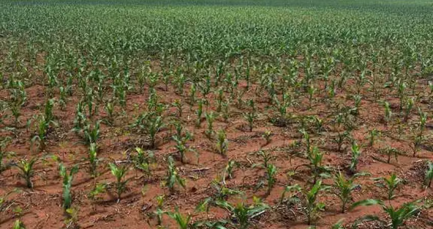 FAZENDA EXCELENTE COM ÓTIMA ESTRUTURA EM CANARANA/MT