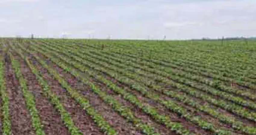 Fazenda à venda no Centro, Paranatinga 