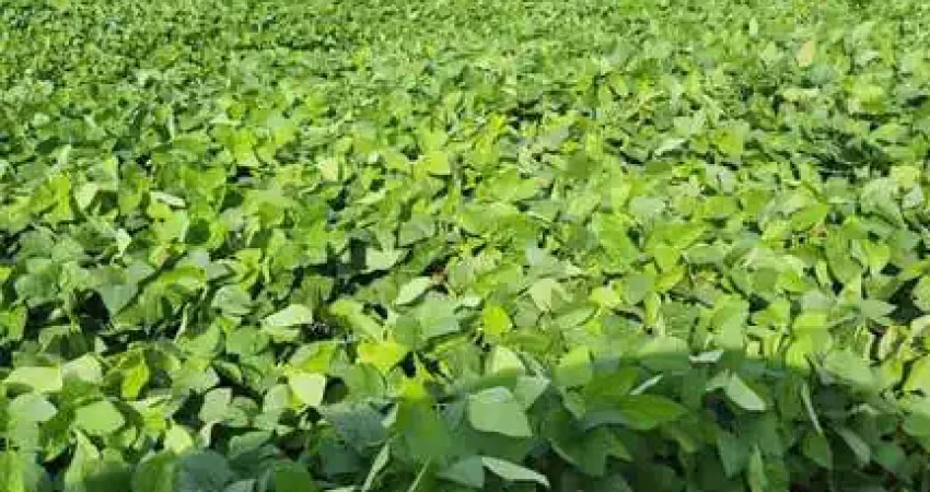 Fazenda à venda no Centro, São Desidério 