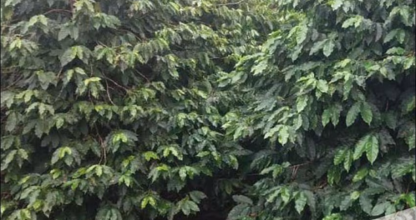 Terreno à venda, Jardim Ana Eliza, Cambé, PR