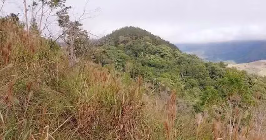 Fazenda de pinus à venda em adrianópolis/pr – 200 hectares