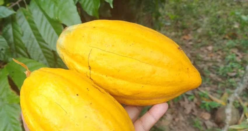 EXCELENTE SITIO COM ARVORES FRUTIFERAS NA CIDADE DE DEUS - SIMOES FILHO