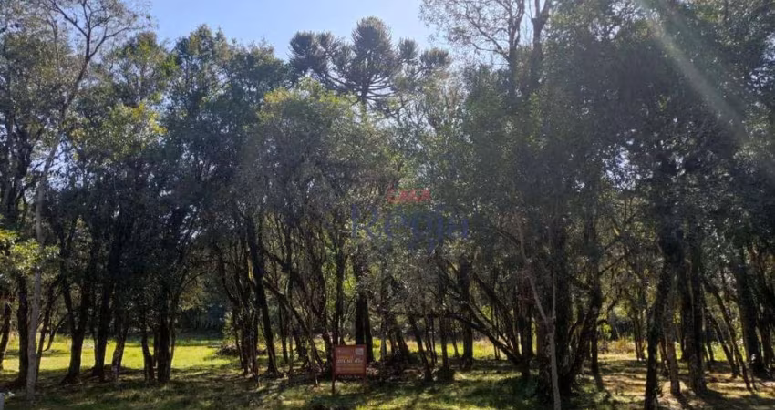 Terreno no Residencial Pinheiro Grosso em Canela!