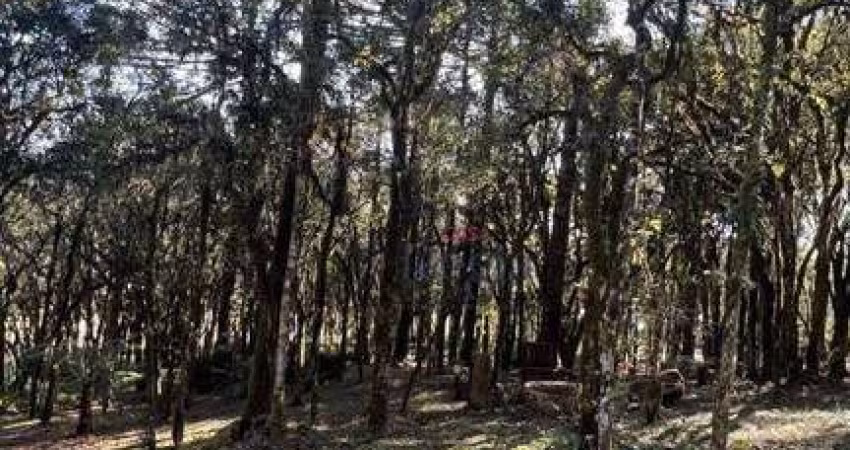 Terreno à venda, 952 m² por R$ 750.000 - Bosque Sinoserra - Canela/RS