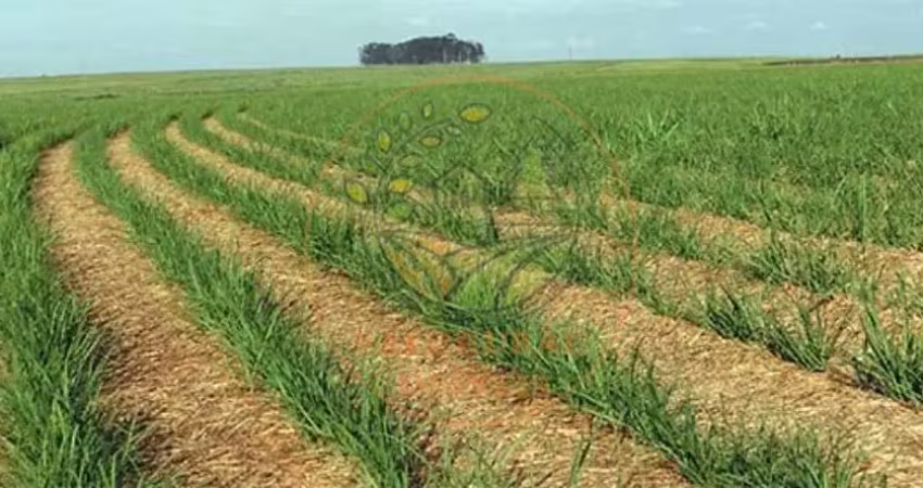 FAZENDA DE 45 ALQUEIRES NA REGIÃO DE ACREÚNA - GO  FA00242