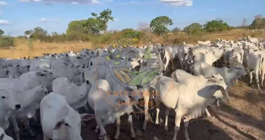 Fazenda de dupla aptidão com 110 alqueires na região de formoso do araguaia - to  fa00261