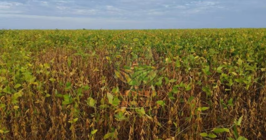 EXCELENTE FAZENDA DE 2.830 HECTARES EM TOCANTINS COM LAVOURA DE MILHO E SOJA  FA00284