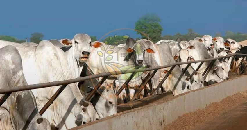 EXCELENTE FAZENDA DE 1.473 ALQUEIRES EM GOIÁS, PORTEIRA FECHADA  FA00287