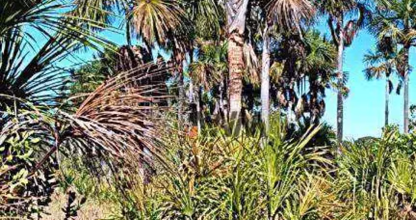 Fazenda à venda, 85 alqueires por r$ 4.250.000 - plano diretor norte - palmas/to