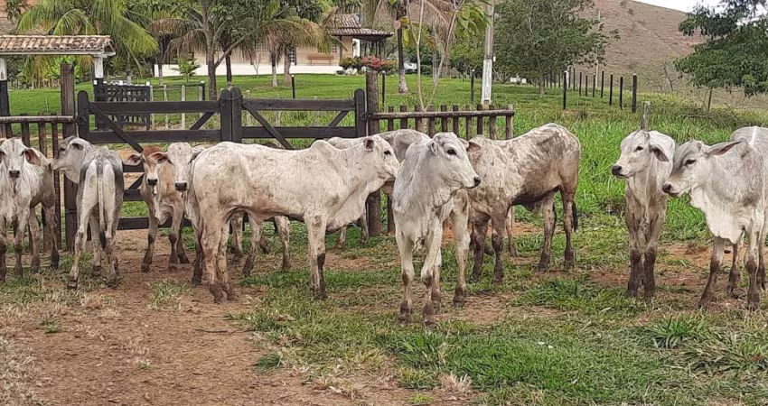 FAZENDA DE 18,5 ALQUEIRES A 20 KM DE GOV. VALADARES