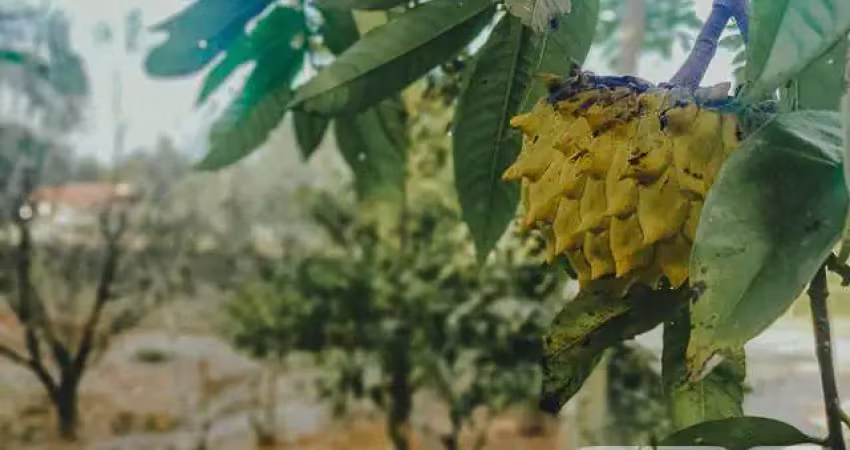Chácara / sítio com 6 quartos à venda na Areais, Conquista, Balneário Barra do Sul