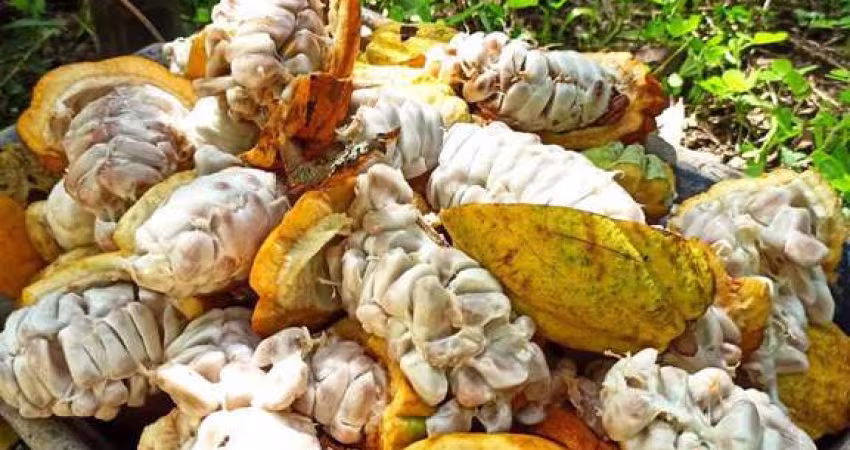 Fazenda à Venda no Sul da Bahia – Potencial e Beleza Natural em um Só Lugar!