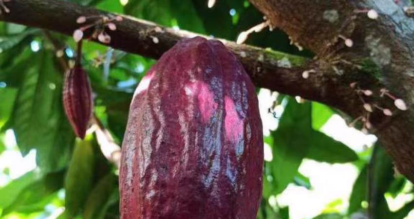 Oportunidade venda de Fazenda de cacau no sul da Bahia, próxima às deslumbrantes Praias.
