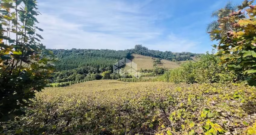 Chácara com parreirais na serra gaúcha, linha paulina.