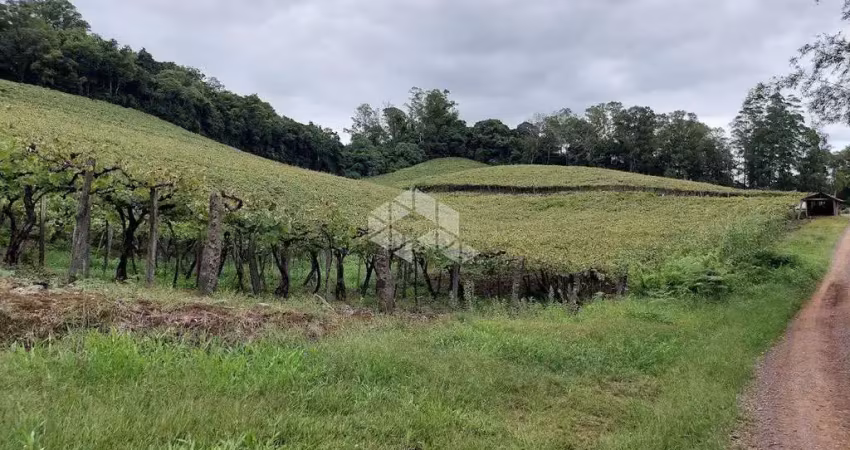 Chácara / sítio à venda na da Uva e do Vinho, 50, São Valentin, Bento Gonçalves