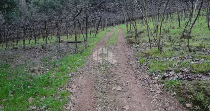 Chácara / sítio à venda na Linha Santa Lúcia, 1, Vale dos Vinhedos (Distrito), Bento Gonçalves