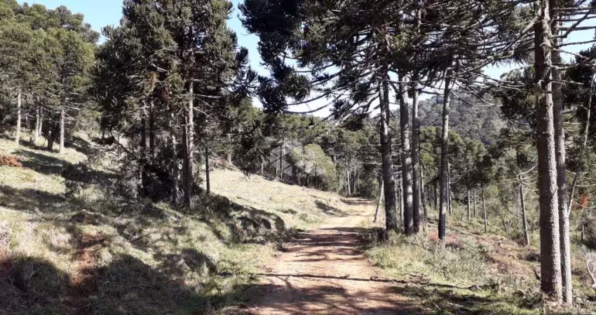 Chácara / sítio com 5 quartos à venda na Arthur Pagani, 40, 1, Centro, Urupema