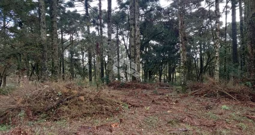 Terreno 528,65m2 ,  localizado no bairro são luis , canela