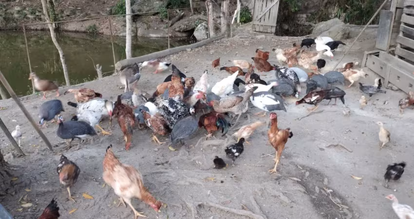 Chácara / sítio com 3 quartos à venda na Avenida Mauro Brasil, Sn, Laranjal, Natividade da Serra