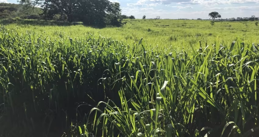 Fazenda no Município de Campina Verde