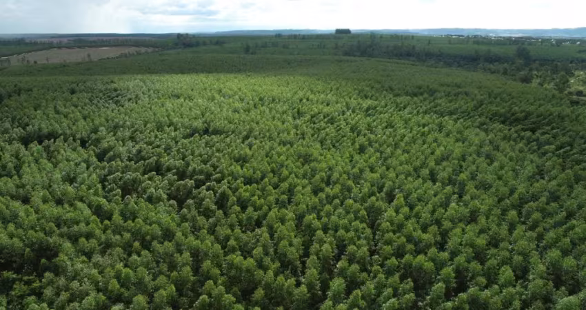 Fazenda com eucalipto a venda na região de botucatu - sp 
