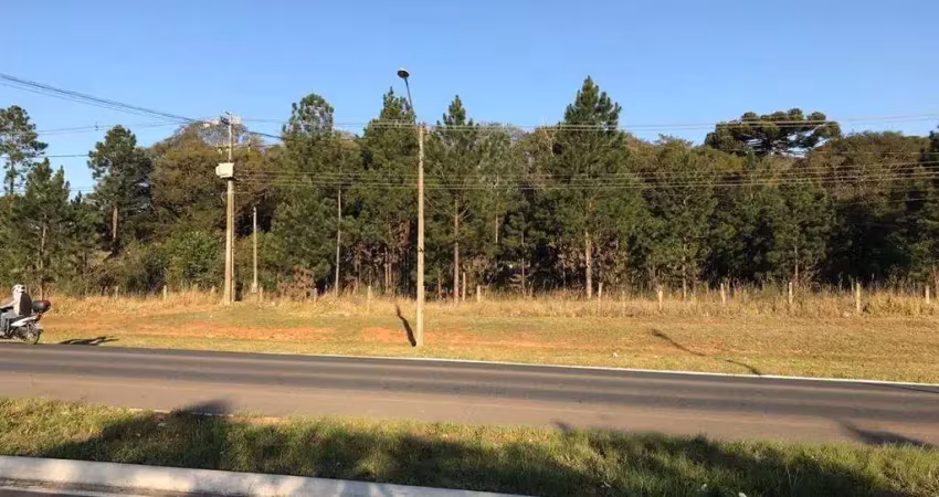 Terreno comercial à venda na da Ribeira - BR-476, 500, Guaraituba, Colombo