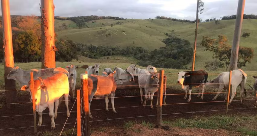 Chácara / sítio com 3 quartos à venda na Estrada Vicinal Vitor Gomes de Macedo, S/N, Área Rural de Capão Bonito, Capão Bonito