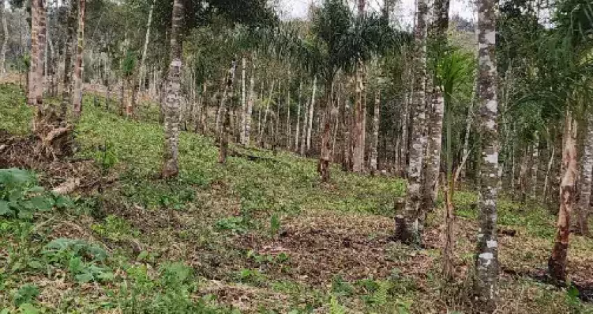 Chácara / sítio à venda na Rua Coronel Monteiro, Roseira, Campina Grande do Sul
