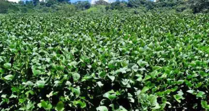 Chácara / sítio à venda em Itaiacoca, Ponta Grossa 