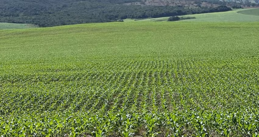 Fazenda de 179 alqueires em lavoura irrigada e pecuária