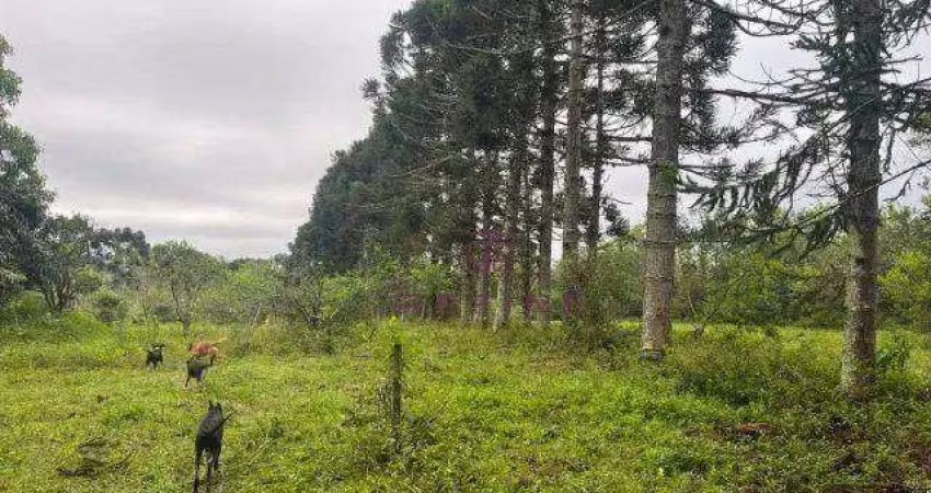 Sítio com 3 dormitórios à venda, 42000 m² por R$ 1.100.000,00 - Neópolis - Gravataí/RS