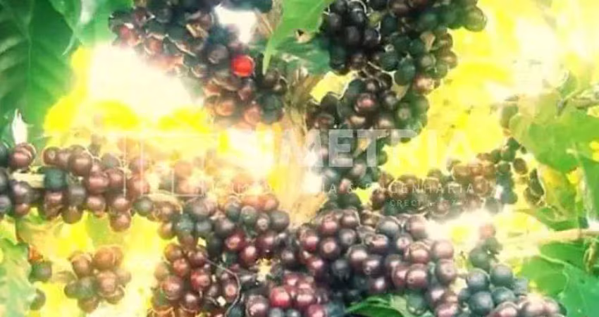 Venda – excepcional fazenda cafeeira em minas - buritizeiro! 