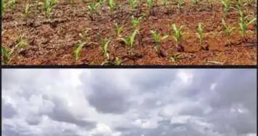 Fazenda em Carolina - MA