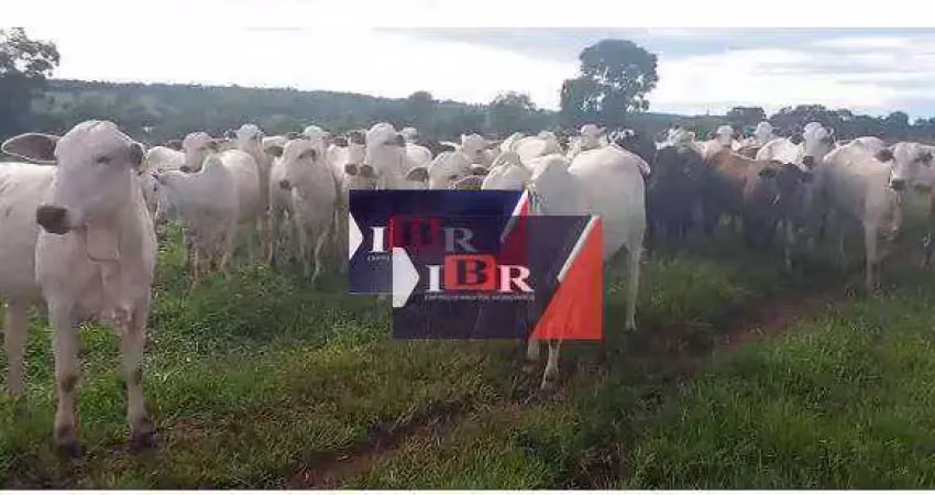 Fazenda à venda na Zona Rural, Paraíso das Águas 