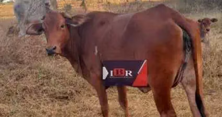 Fazenda à venda na Zona Rural, Aparecida do Taboado 