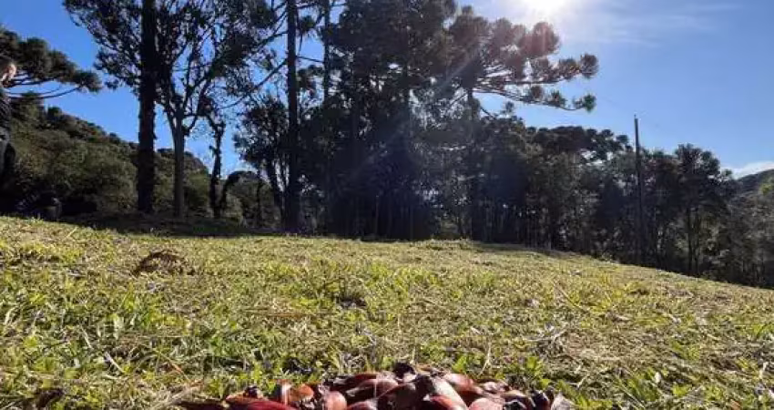 Terreno à venda em campo alegre-sc, bairro pirizal bateias de baixo com 19.991,66 m² de área!