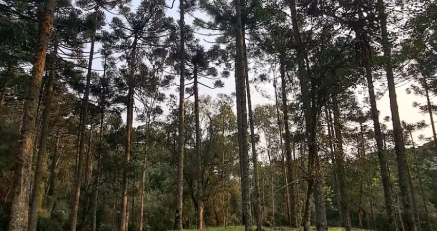 Chácara / sítio à venda na Eletra, São Francisco de Paula 