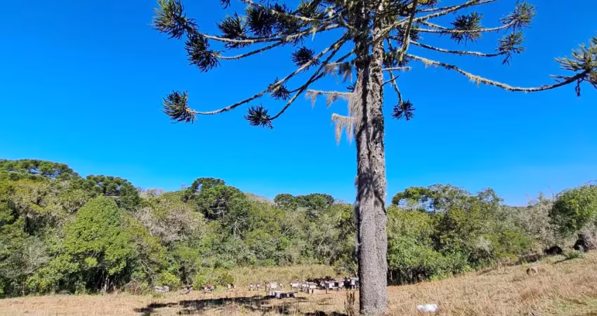 Chácara / sítio à venda na Zona Rural, Cambará do Sul 