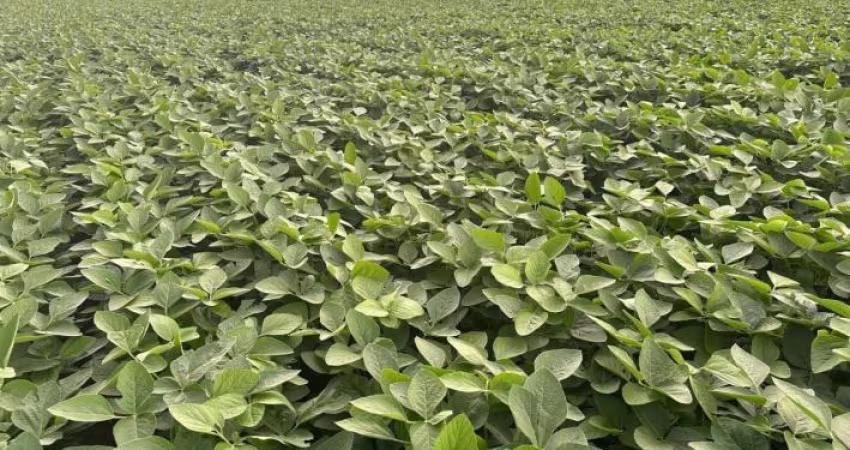 VENDO FAZENDA GIGANTE EM JUSSARA DE GOIÁS P/ PLANTIO 3 SAFRA POR ANO!
